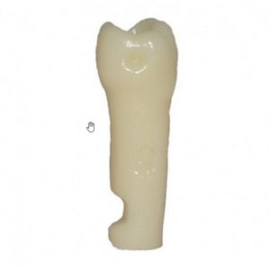 Dente 46  para Manequim de Dentística - Primeiro Molar Inferior Direito - Pronew