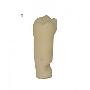 Dente 36  para Manequim de Dentística - Primeiro Molar Inferior Esquerdo - Pronew
