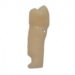 Dente 35 para Manequim de Dentística - Pronew