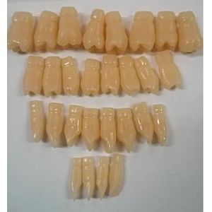 Dente 28  para Manequim de Dentística - Terceiro Molar superior Esquerdo - Pronew